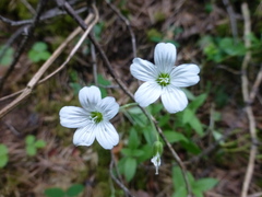 Cerastium pauciflorum