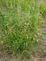 Bouteloua repens