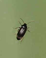 Hymenorus
