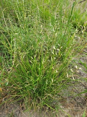 Bouteloua repens