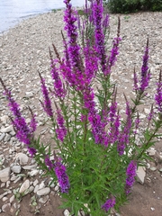 Lythrum salicaria