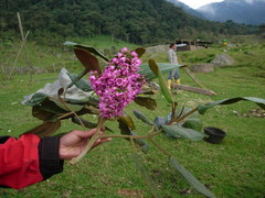 Meriania macrophylla