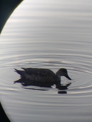 Lophonetta specularioides