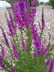 Lythrum salicaria