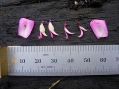 Meriania macrophylla