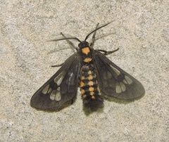 Eressa confinis