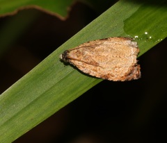 Sycacantha