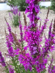 Lythrum salicaria