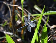 Erythrodiplax minuscula