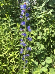 Echium vulgare