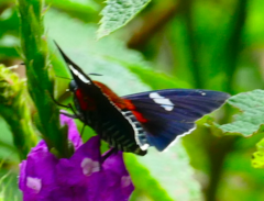 Yanguna