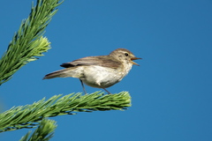 Phylloscopus collybita