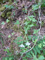 Cerastium pauciflorum