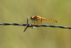 Crocothemis servilia