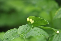 Prosartes hookeri