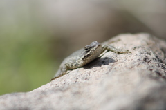 Sceloporus dugesii