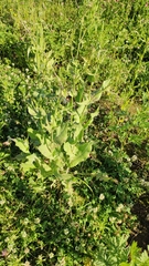 Cichorium intybus