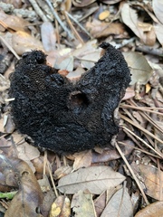 Strobilomyces strobilaceus image