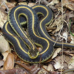Thamnophis atratus