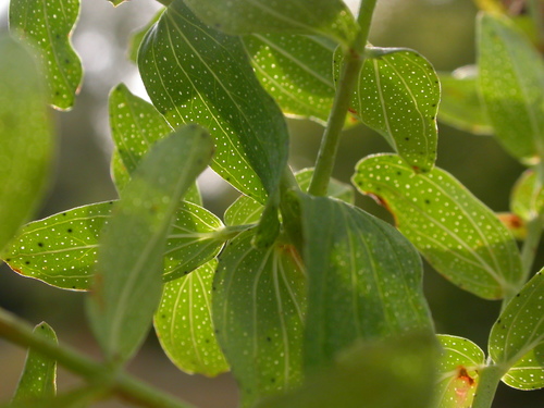 Paprastoji jonažolė nuotrauka