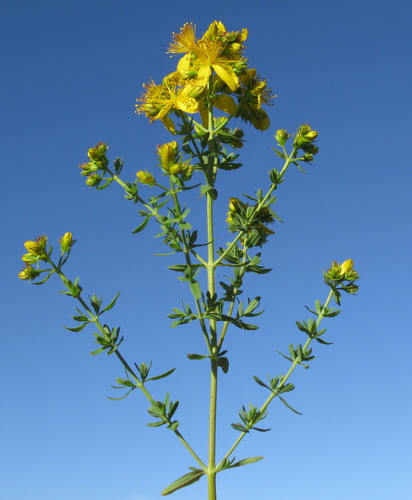 Paprastoji jonažolė nuotrauka