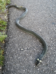 Natrix natrix natrix