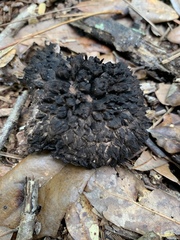 Strobilomyces strobilaceus image