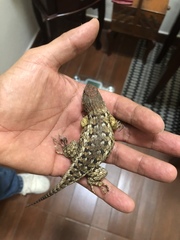 Sceloporus horridus