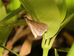 Omiodes tristrialis