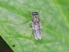 Adoxomyia heminopla