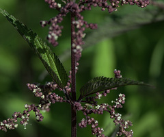 Pŕhľava dvojdomá (Urtica dioica): pôvod a využitie — fotografia 2