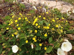 Malacothrix incana × foliosa