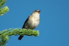 Phylloscopus collybita