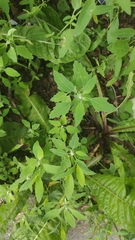 Chenopodium album