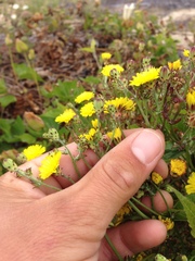 Malacothrix incana × foliosa