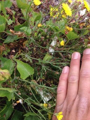 Malacothrix incana × foliosa