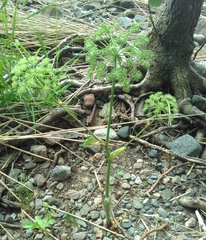 Angelica archangelica