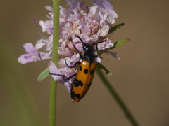 Mylabris connata