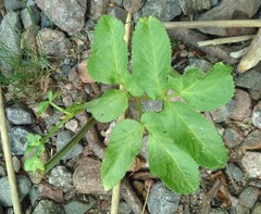 Angelica archangelica