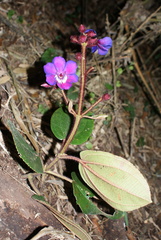 Meriania mutisii