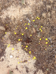 Malacothrix foliosa polycephala