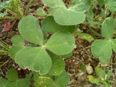 Trifolium incarnatum