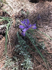Iris hartwegii australis