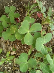 Trifolium incarnatum