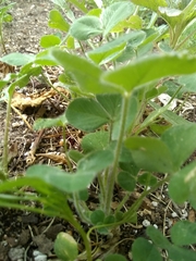 Trifolium incarnatum