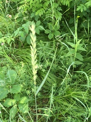 Thinopyrum obtusiflorum