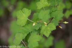 Ribes glandulosum
