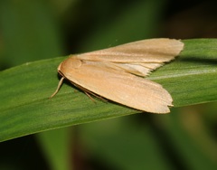 Danielithosia immaculata