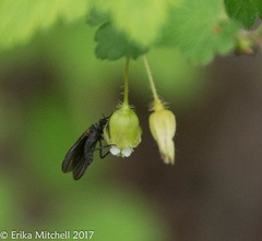 Ribes glandulosum