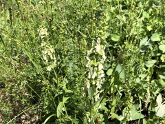 Stachys recta